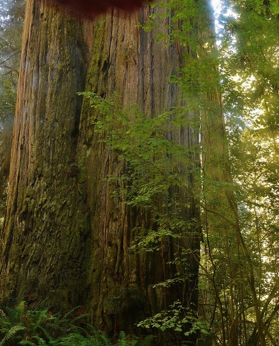 redwood trees
